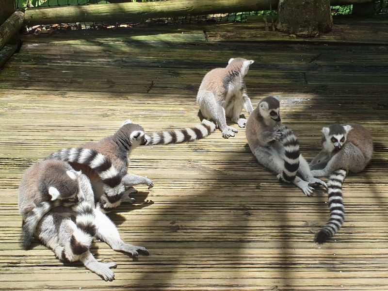 parc-botanique-et-zoologique-des-mamelles_10
