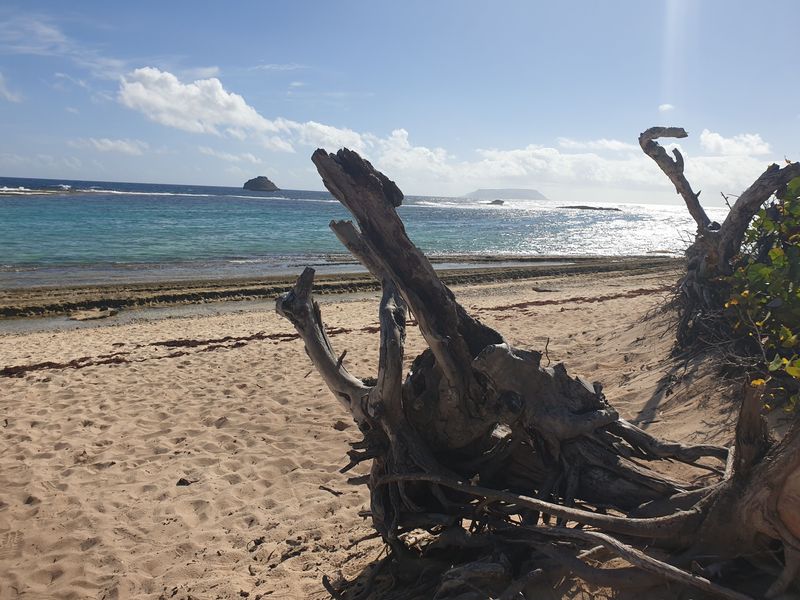 sentier-de-la-pointe-des-chateaux-a-lanse-de-la-gourde_13