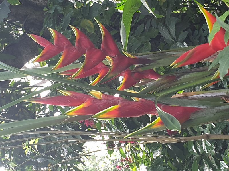 jardin-botanique-coluche-de-deshaies_17