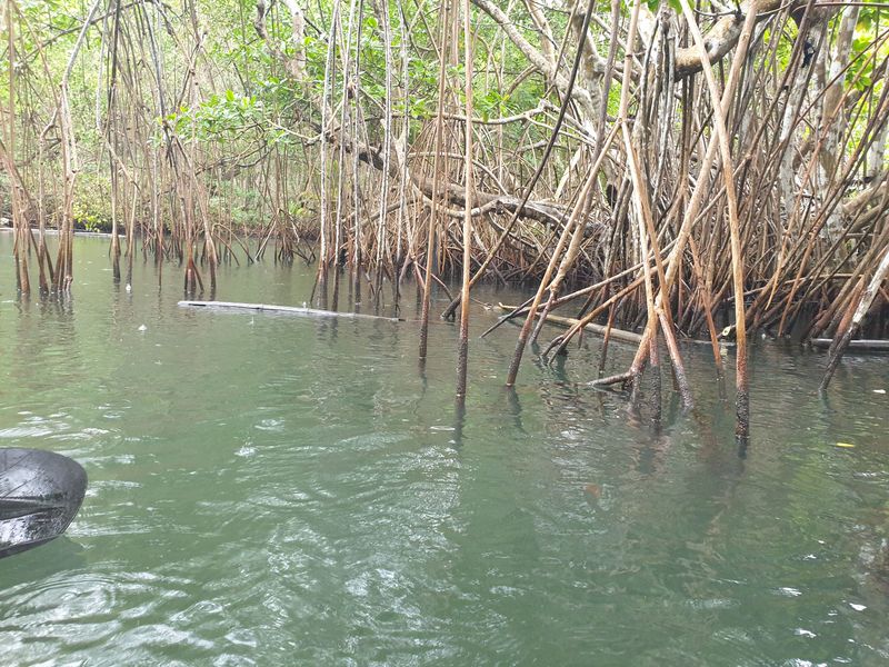 la-mangrove_2