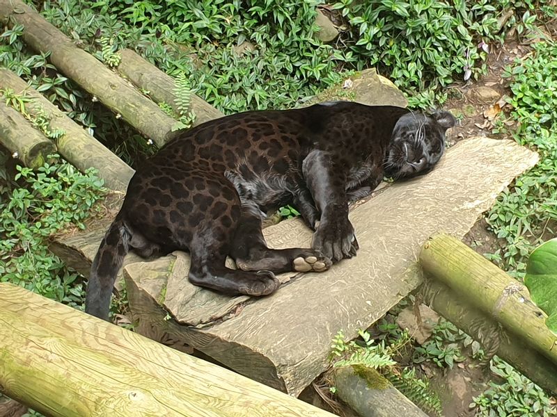 parc-botanique-et-zoologique-des-mamelles_13