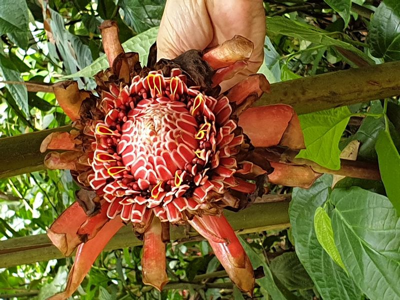 3-eme-chute-du-carbet_8