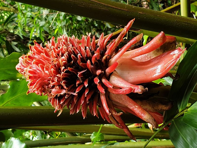 3-eme-chute-du-carbet_9