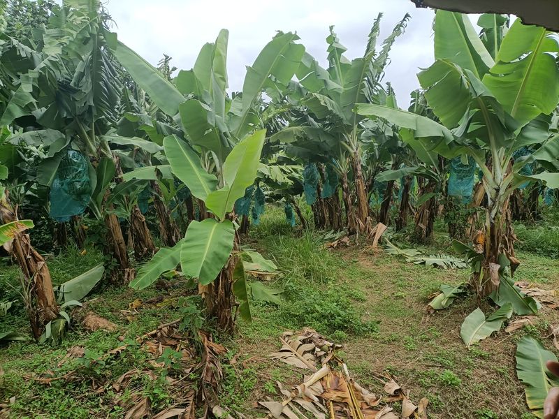 plantation-grand-cafe