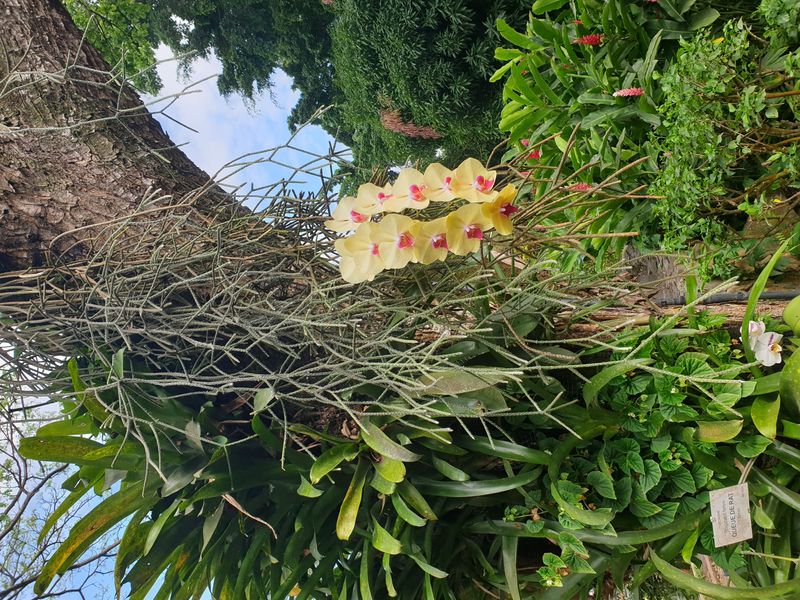 jardin-botanique-coluche-de-deshaies_18