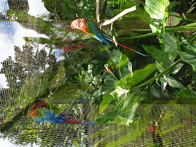 parc-botanique-et-zoologique-des-mamelles_9