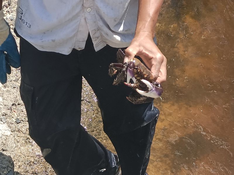 les-pecheurs-de-crabe-a-port-louis_8