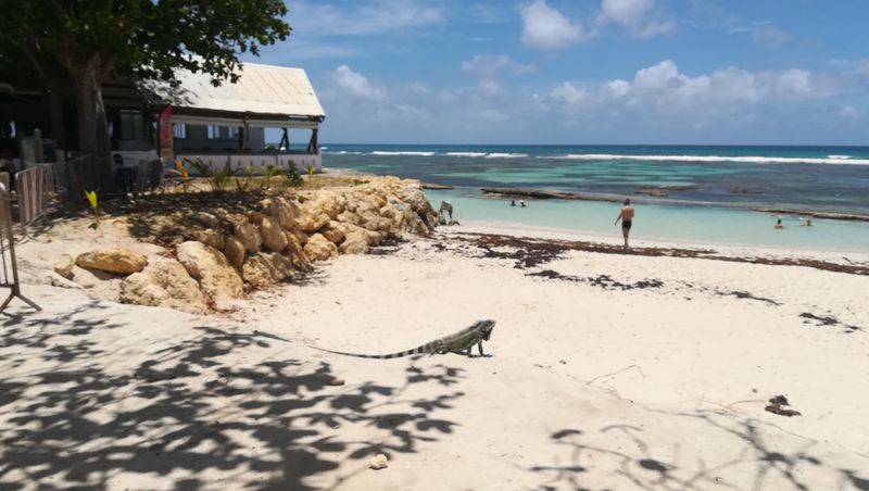 plage-des-raisins-clairs