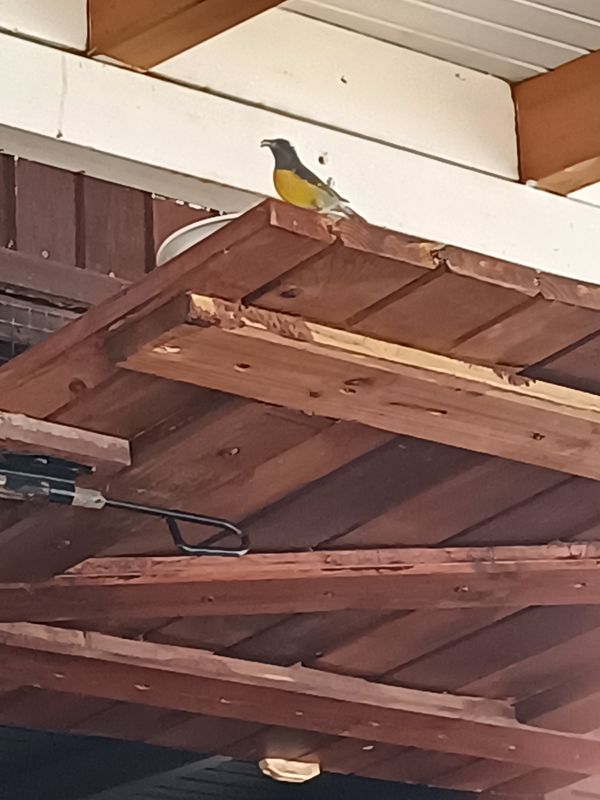 plage-de-petit-havre