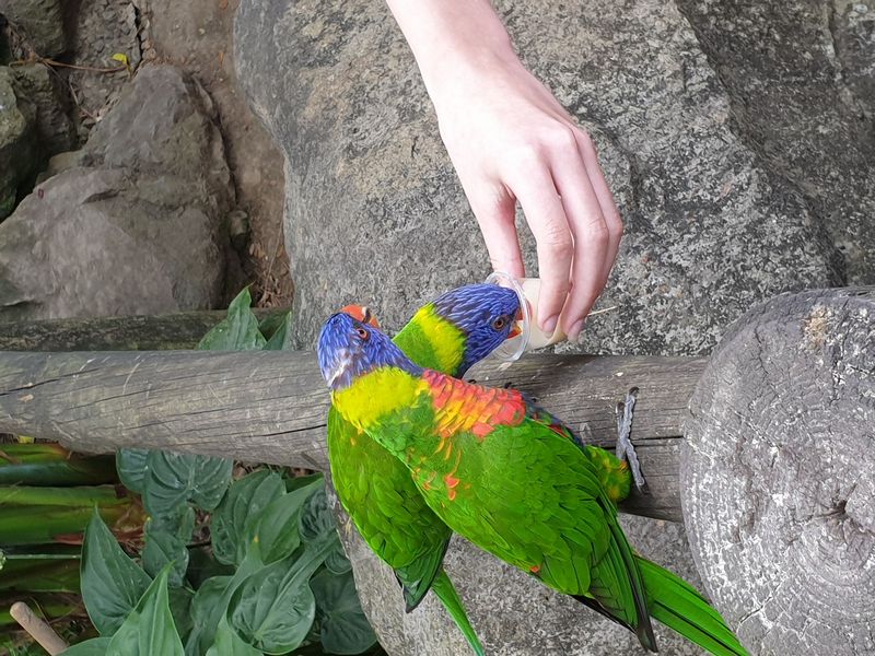 jardin-botanique-coluche-de-deshaies_4