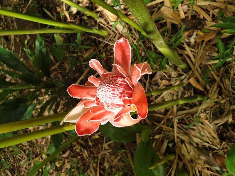 jardin-botanique-coluche-de-deshaies_12