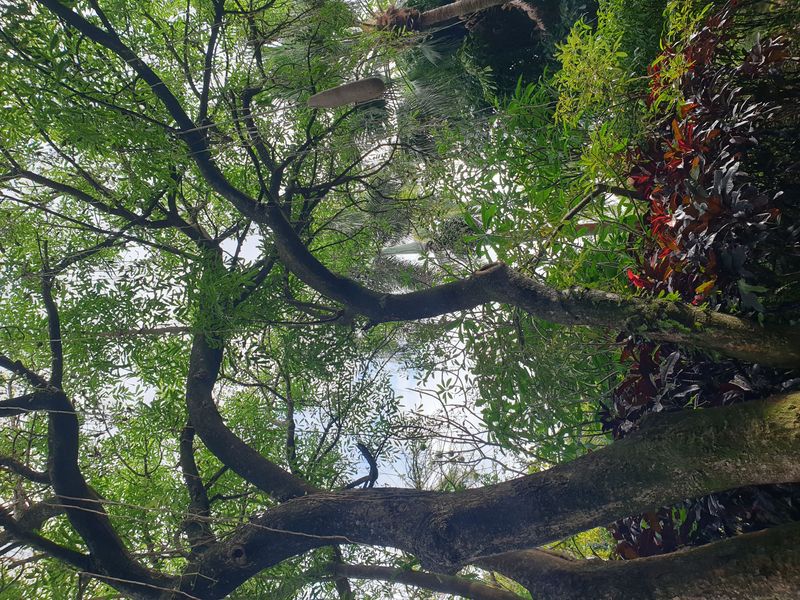 jardin-botanique-coluche-de-deshaies_29