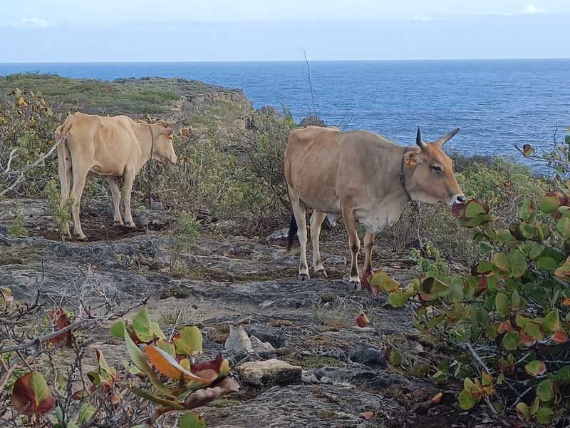 sentier-de-la-pointe-des-chateaux-a-lanse-de-la-gourde_6
