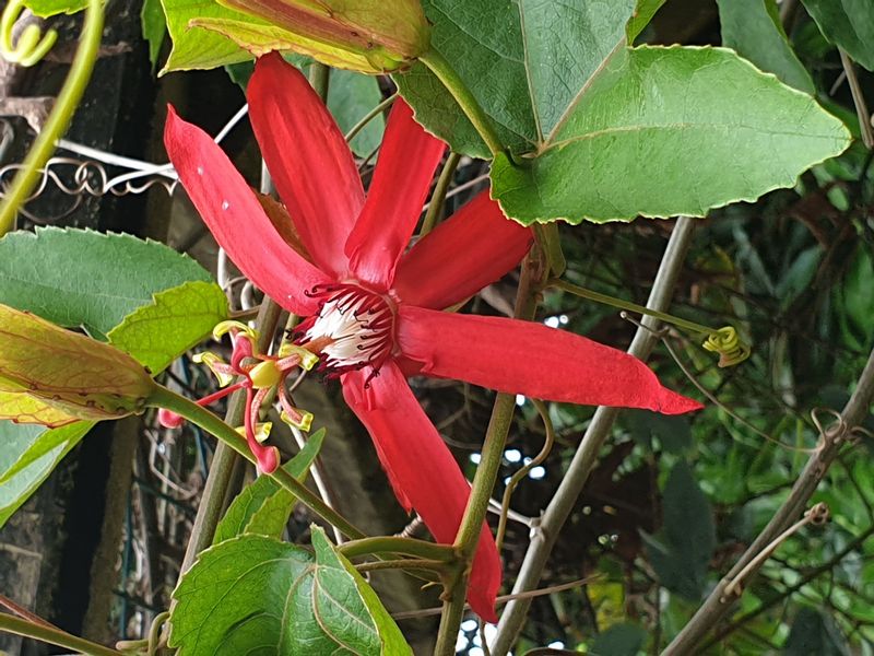 jardin-botanique-coluche-de-deshaies_14