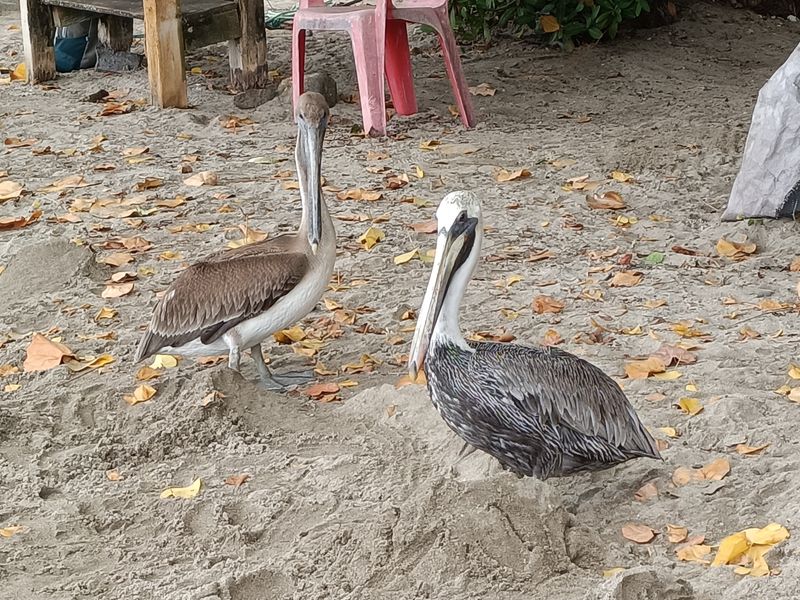 plage-de-lanse-mire_9