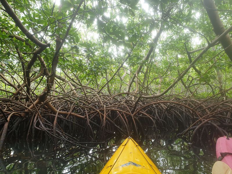 la-mangrove_3