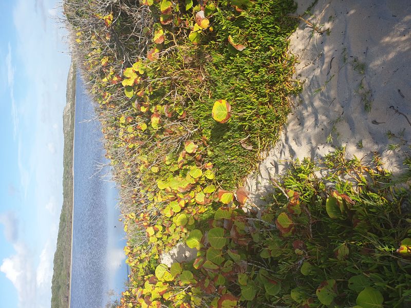 sentier-de-la-pointe-des-chateaux-a-lanse-de-la-gourde_4