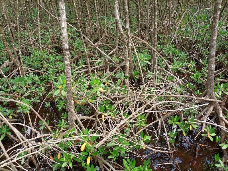 la-mangrove-de-port-louis_5