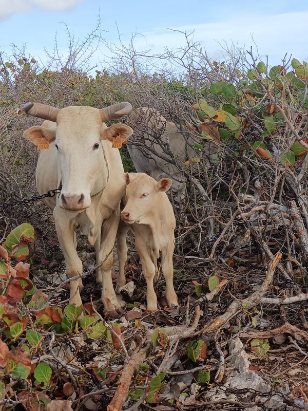 sentier-de-la-pointe-des-chateaux-a-lanse-de-la-gourde_7
