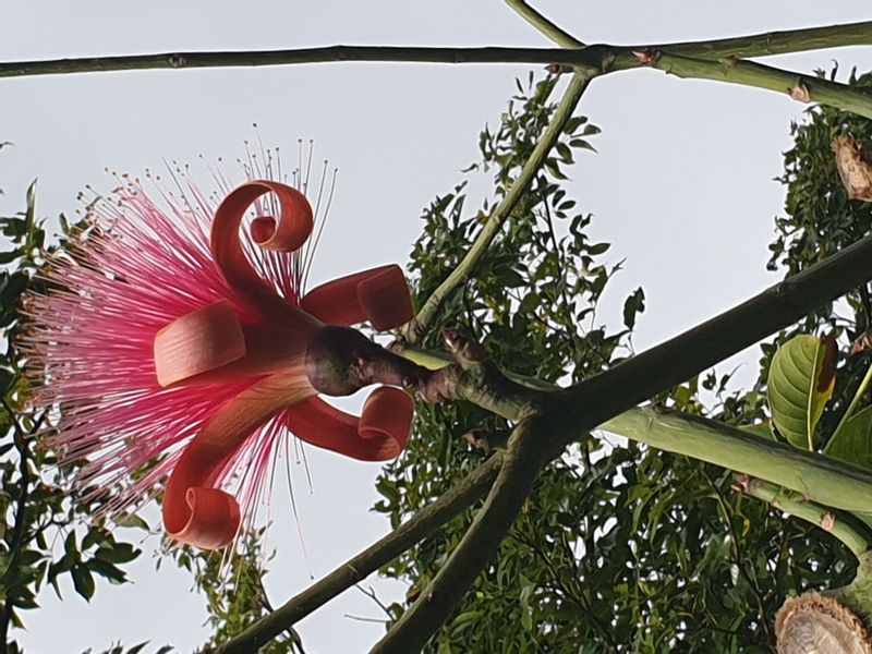 jardin-botanique-coluche-de-deshaies_28