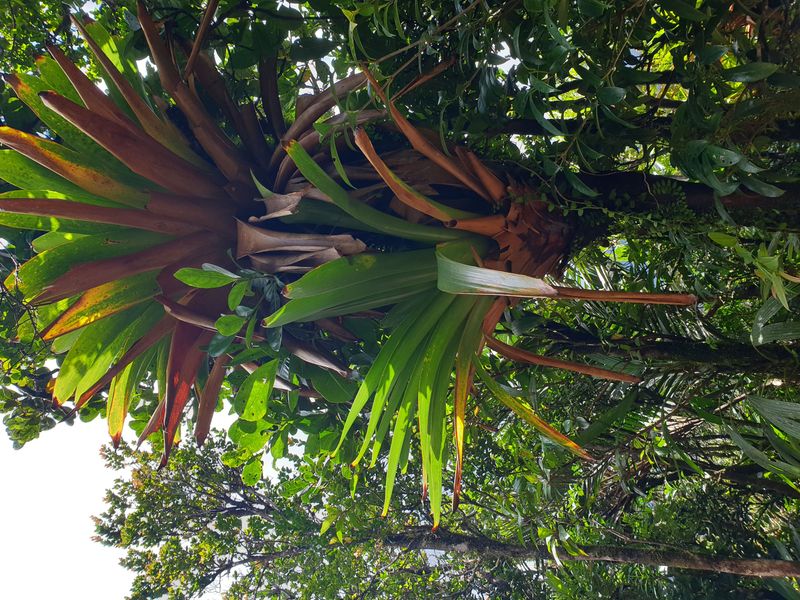 mamelle-du-pigeon_11