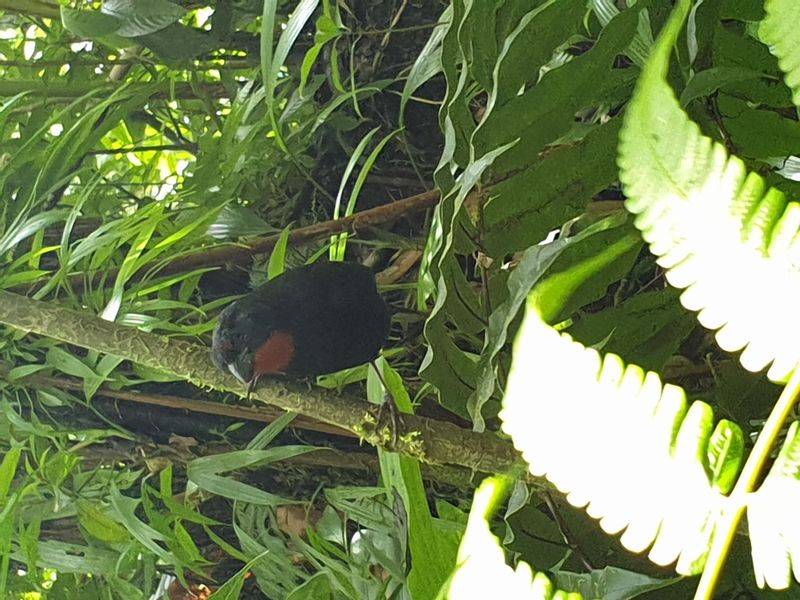 2nd-chute-du-carbet_8