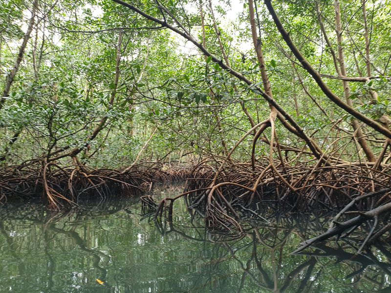 la-mangrove_2