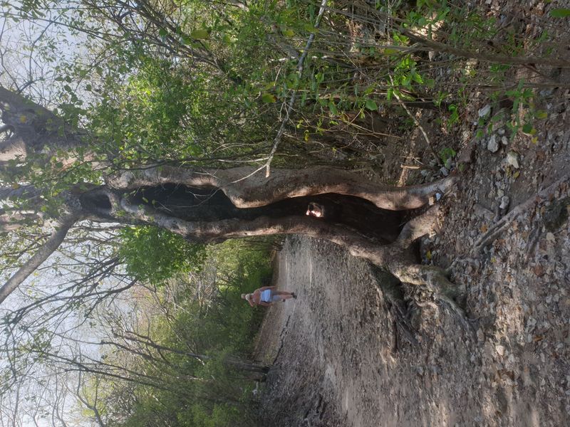 sentier-de-la-pointe-des-chateaux-a-lanse-de-la-gourde_11