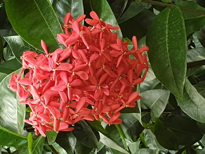 jardin-botanique-coluche-de-deshaies_16