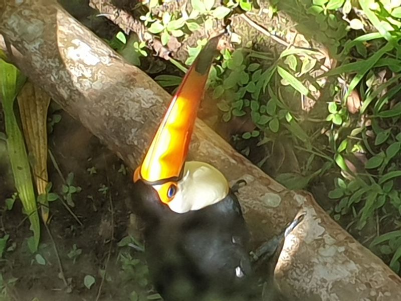 parc-botanique-et-zoologique-des-mamelles