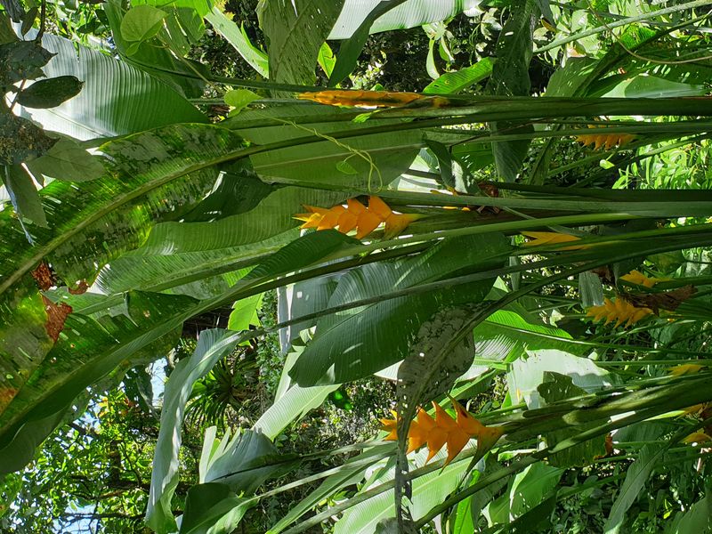 2nd-chute-du-carbet_3