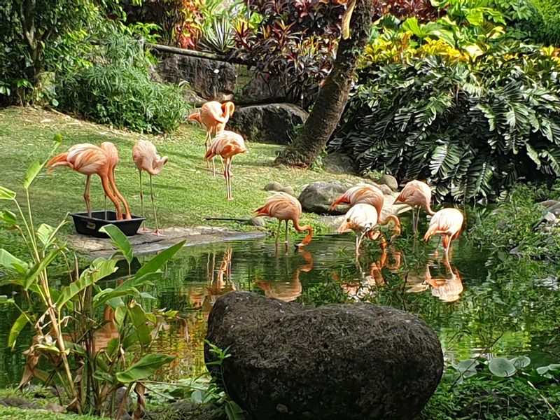 jardin-botanique-coluche-de-deshaies_25