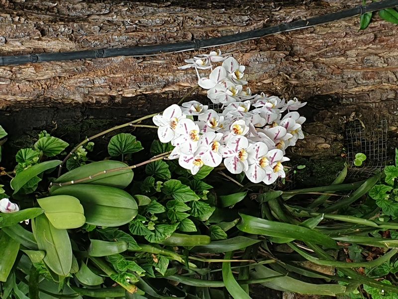 jardin-botanique-coluche-de-deshaies_19