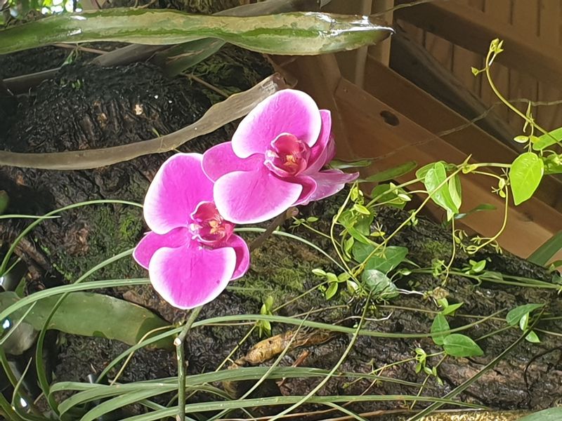 jardin-botanique-coluche-de-deshaies_8